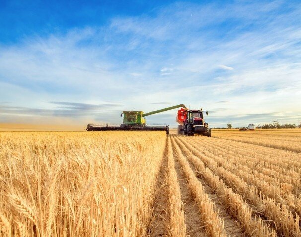 A red tractor and green combine harvest golden wheat under a blue sky, highlighting efficient fuel use in large-scale farming operations.